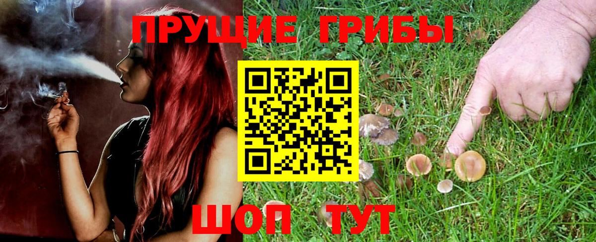 Галлюциногенные грибы Psilocybe  Псилоцибиновые грибы MAGIC MUSHROOMS  даркнет сайт  Сургут 